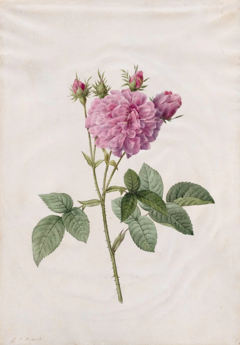 Rosa Gallica Agatha - Cleveland Museum of Art